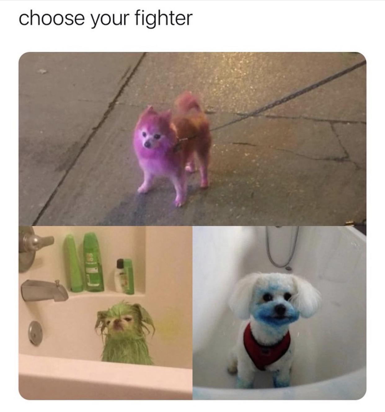 dog - choose your fighter