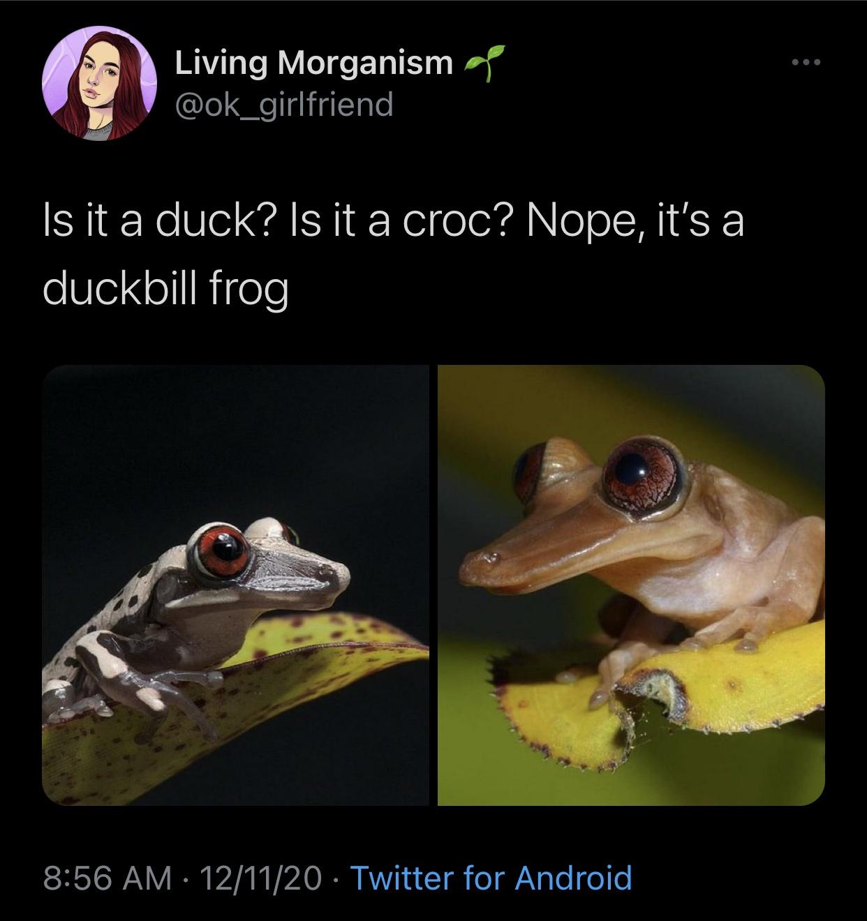 fauna - Living Morganismo Is it a duck? Is it a croc? Nope, it's a duckbill frog 121120 Twitter for Android