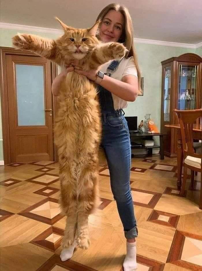 really long cat