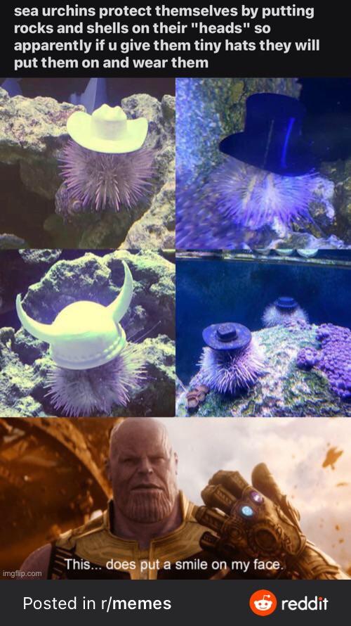 reddit aww urchin - sea urchins protect themselves by putting rocks and shells on their "heads" so apparently if u give them tiny hats they will put them on and wear them This... does put a smile on my face. imgflip.com Posted in rmemes reddit
