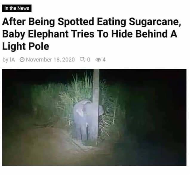 baby elephant hiding behind oole - In the News After Being Spotted Eating Sugarcane, Baby Elephant Tries To Hide Behind A Light Pole by Ia O Q0 4