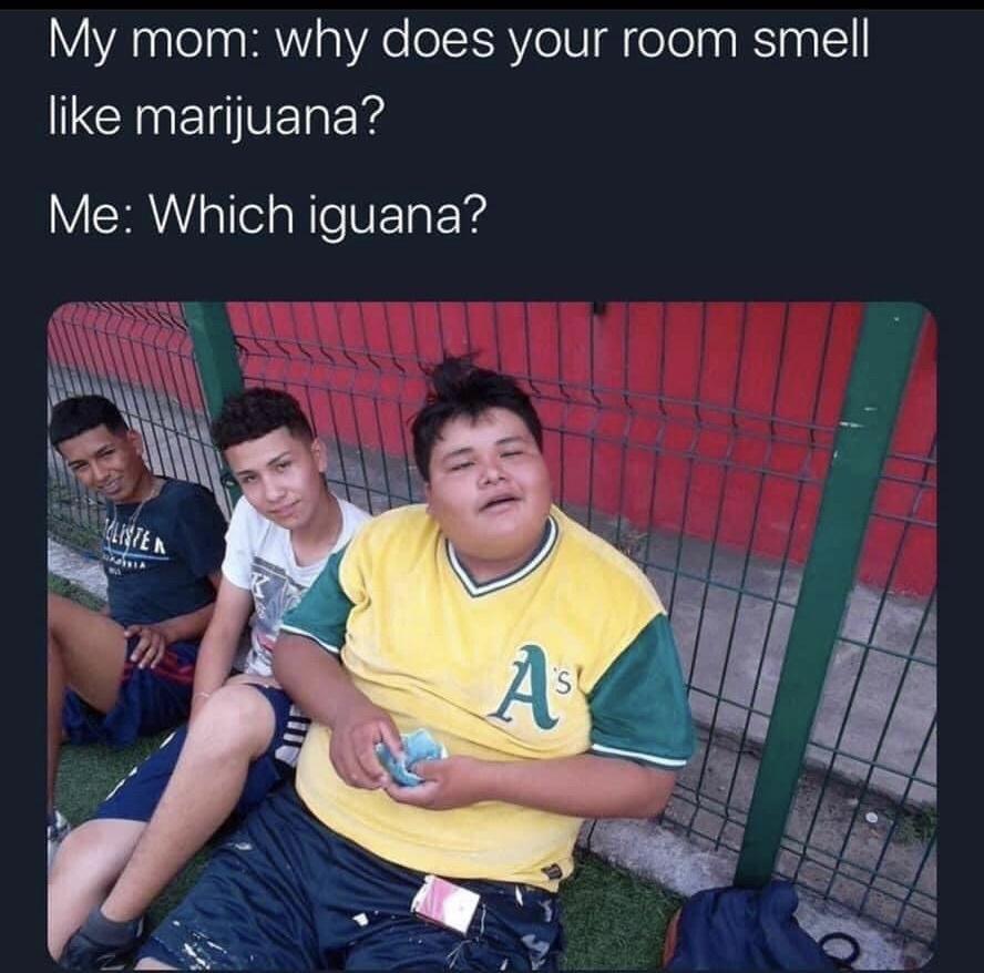 My mom why does your room smell marijuana? Me Which iguana? Munten A