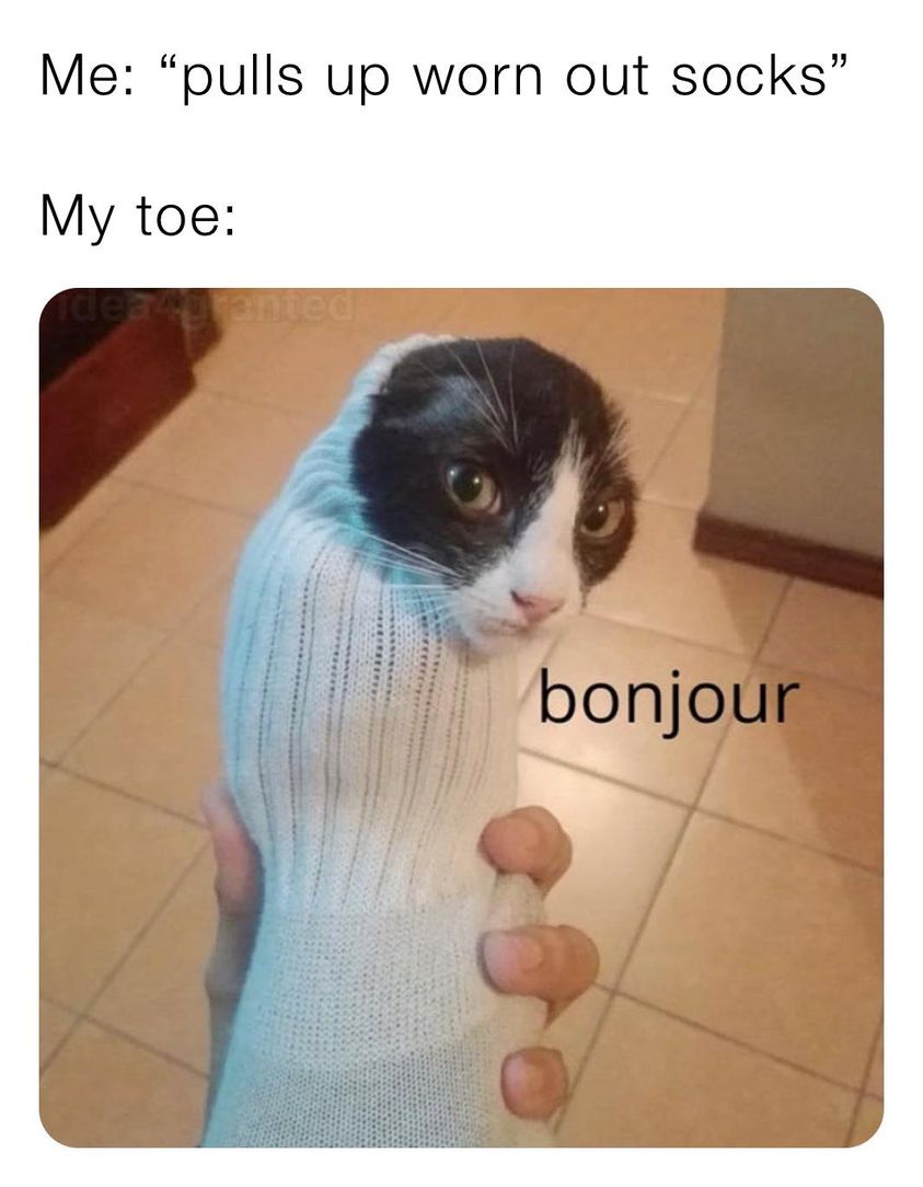 burrito cat -  Me pulls up worn out socks My toe de antec bonjour