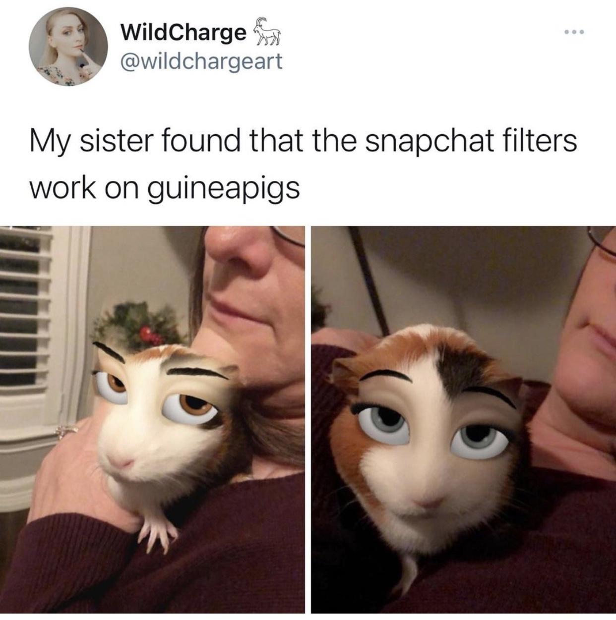 cat - WildCharge My sister found that the snapchat filters work on guineapigs