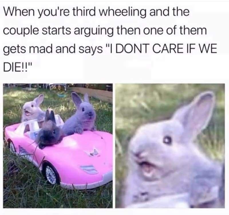 third wheel bunny meme - When you're third wheeling and the couple starts arguing then one of them gets mad and says "I Dont Care If We Die!!"