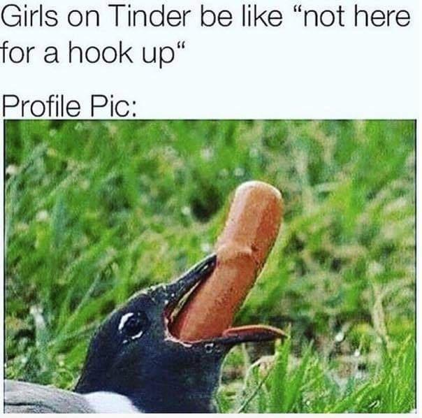 tinder girls meme - Girls on Tinder be "not here for a hook up" Profile Pic
