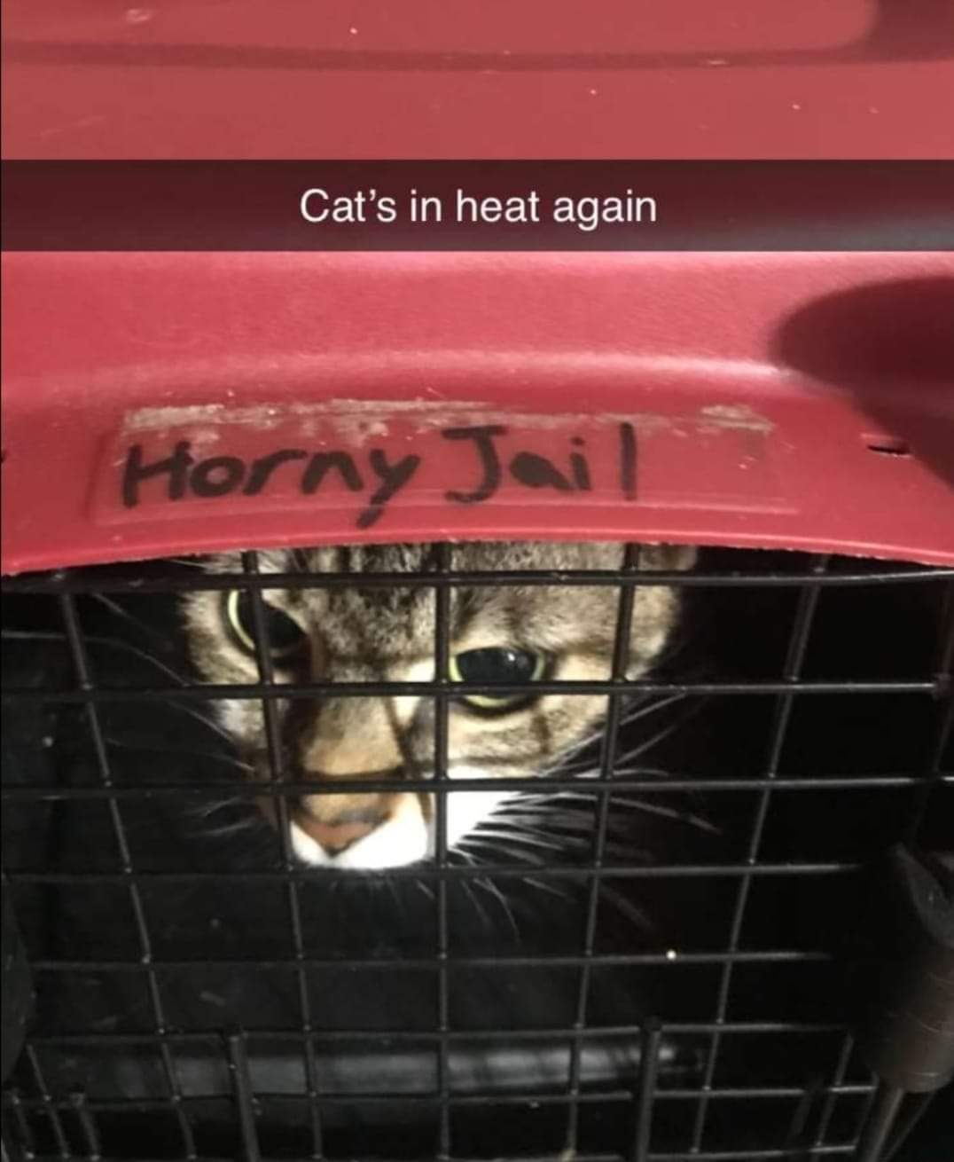 snout - Cat's in heat again Horny Jail