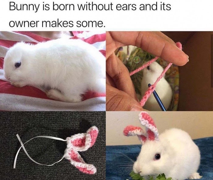 wholesome memes - Bunny is born without ears and its owner makes some. x