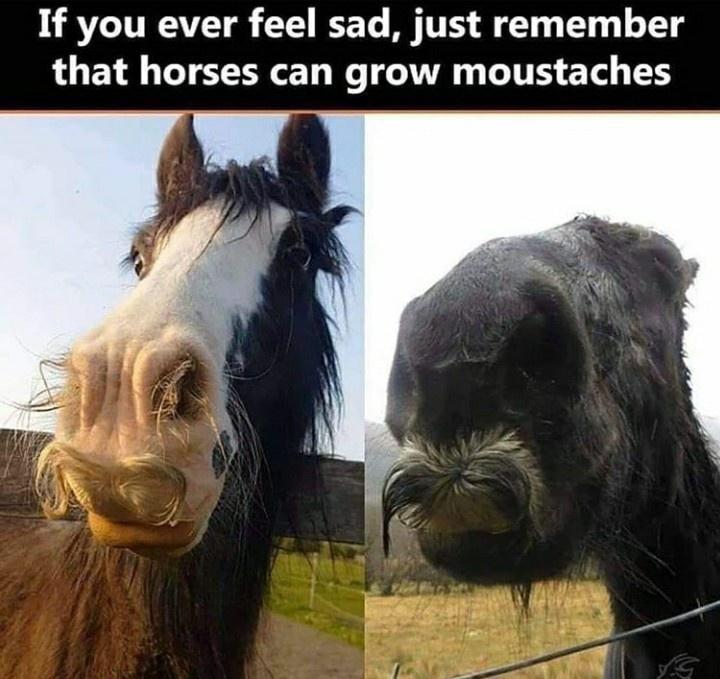 horse moustaches - If you ever feel sad, just remember that horses can grow moustaches