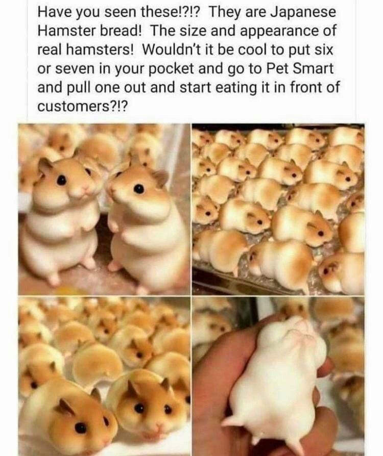 japanese hamster bread - Have you seen these!?!? They are Japanese Hamster bread! The size and appearance of real hamsters! Wouldn't it be cool to put six or seven in your pocket and go to Pet Smart and pull one out and start eating it in front of custome