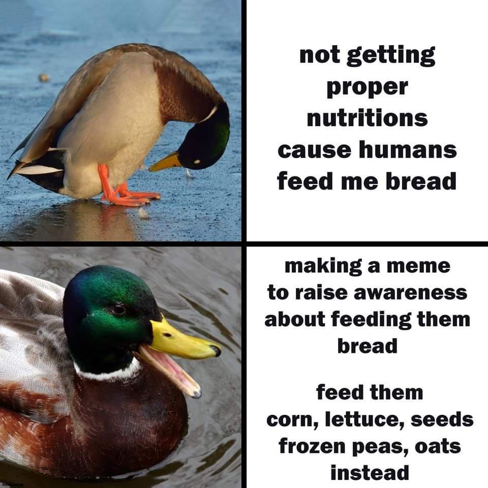 duck meme - not getting proper nutritions cause humans feed me bread making a meme to raise awareness about feeding them bread feed them corn, lettuce, seeds frozen peas, oats instead