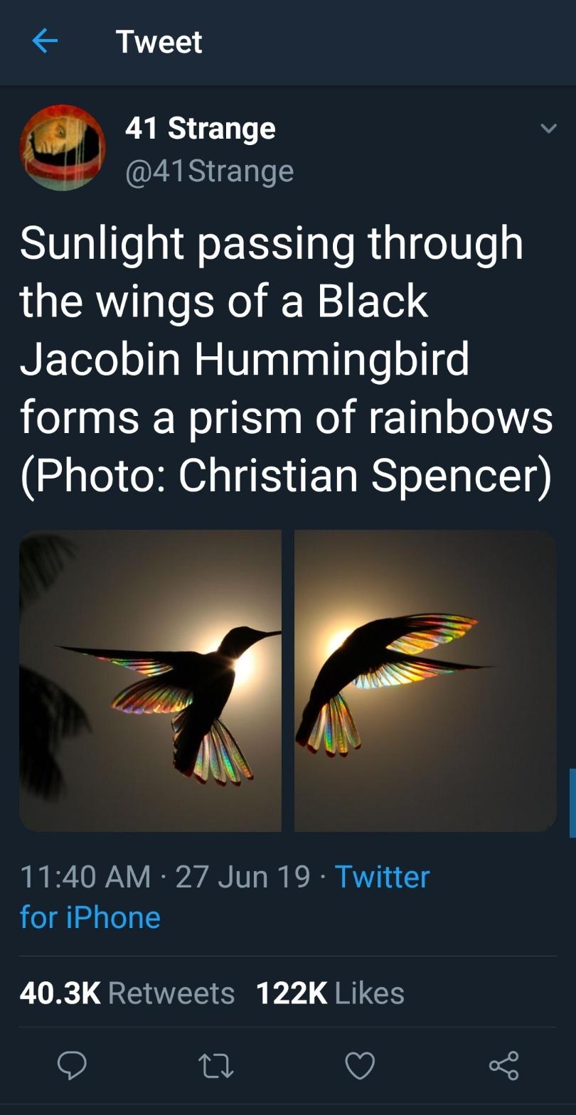 andrew landon - Tweet 41 Strange Strange Sunlight passing through the wings of a Black Jacobin Hummingbird forms a prism of rainbows Photo Christian Spencer 27 Jun 19 Twitter for iPhone