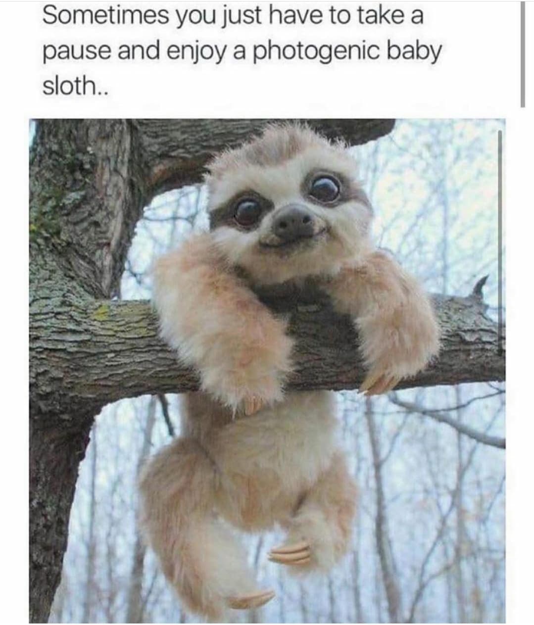 photogenic baby sloth - Sometimes you just have to take a pause and enjoy a photogenic baby sloth..