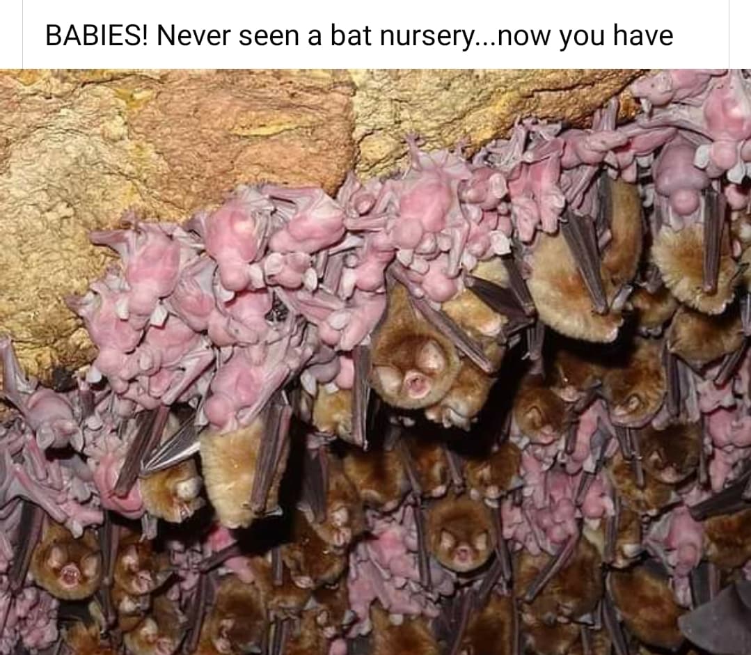 flower - Babies! Never seen a bat nursery...now you have