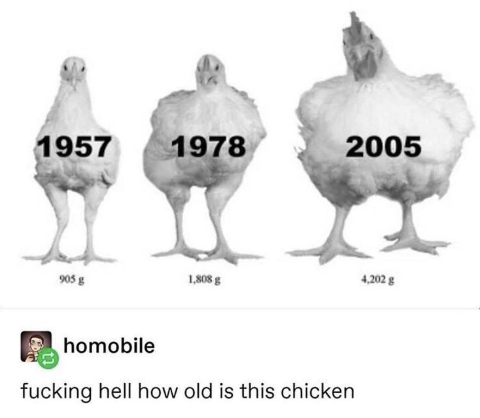 chicken growth - 1957 1978 2005 905 g 1.808 g 4,202 g homobile fucking hell how old is this chicken