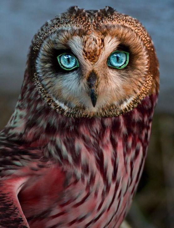 owls beautiful