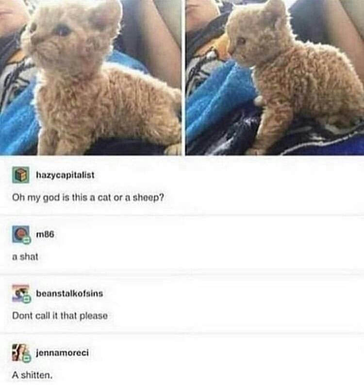 cat or a sheep - hazycapitalist Oh my god is this a cat or a sheep? m86 a shat beanstalkofsins Dont call it that please 31. Jennamoreci A shitten,