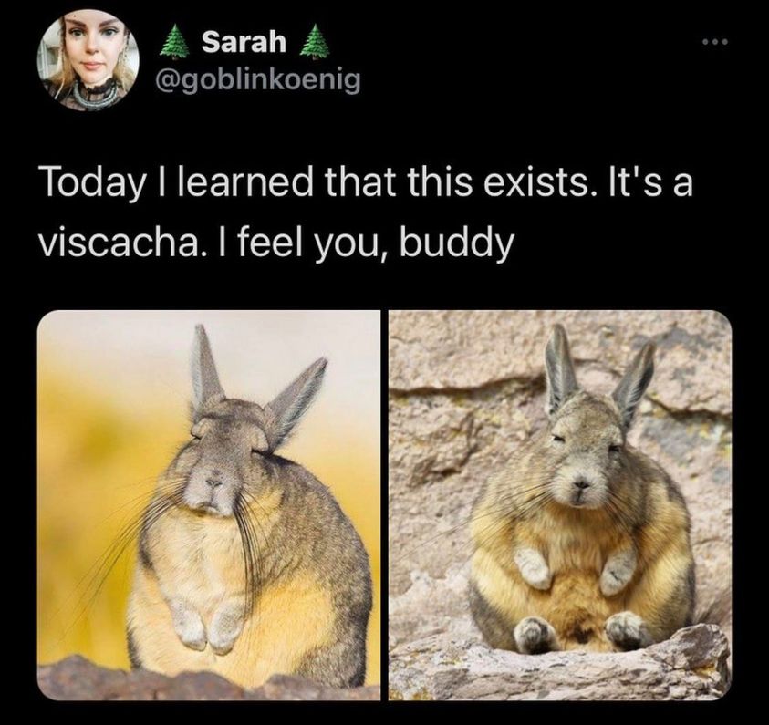 viscacha spirit animal - Sarah Today I learned that this exists. It's a viscacha. I feel you, buddy