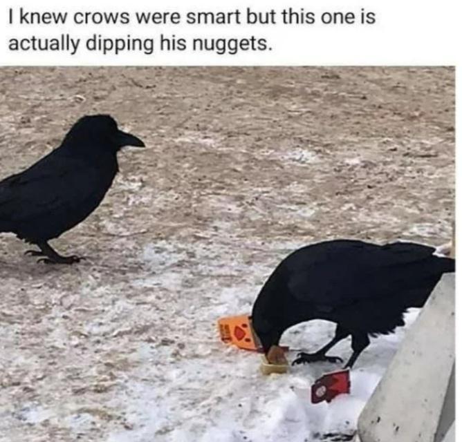 Crow family - I knew crows were smart but this one is actually dipping his nuggets.