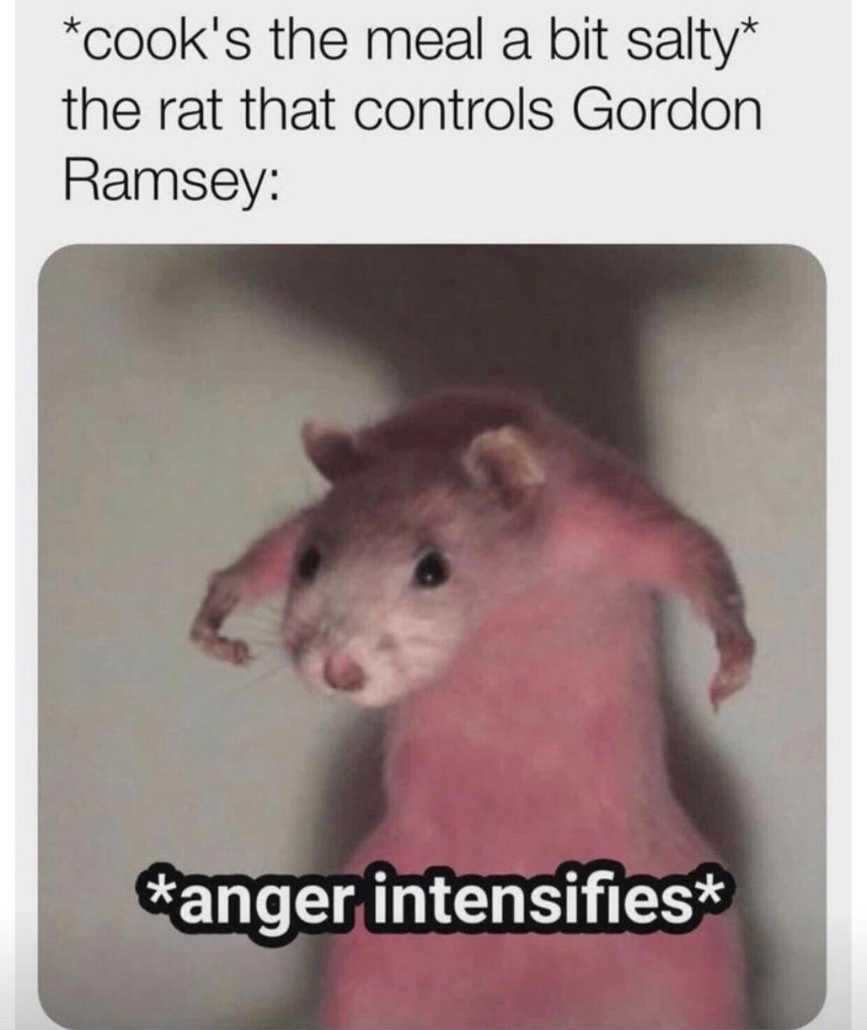 rat - cook's the meal a bit salty the rat that controls Gordon Ramsey anger intensifies