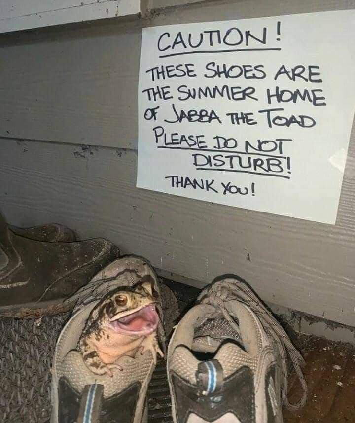 jabba the toad shoe - Caution! These Shoes Are The Summer Home Of Jabba The Toad Please Do Not Disturb! Thank You!