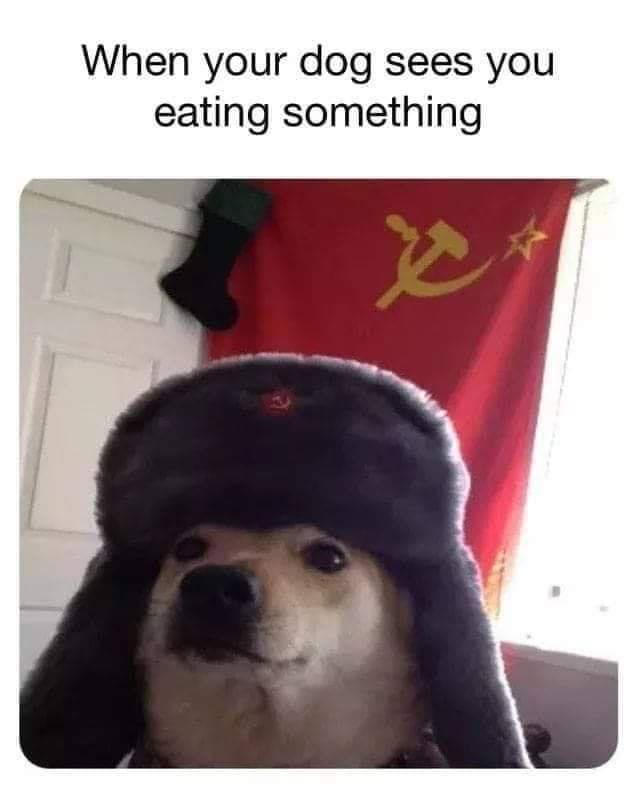 comrade doggo - When your dog sees you eating something