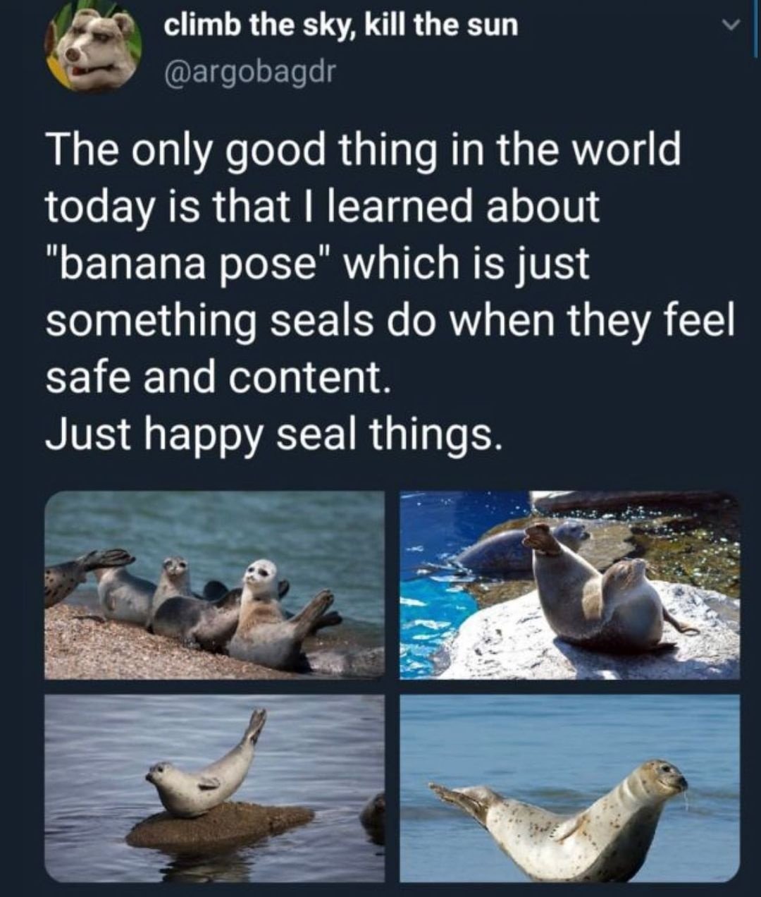 fauna - climb the sky, kill the sun The only good thing in the world today is that I learned about "banana pose" which is just something seals do when they feel safe and content. Just happy seal things.