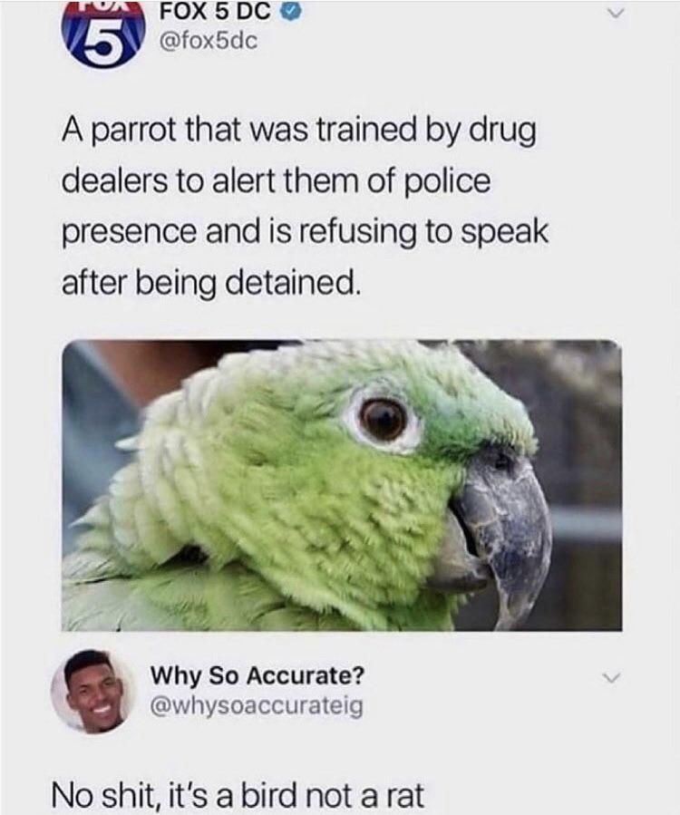 fauna - 5 Fox 5 Dc A parrot that was trained by drug dealers to alert them of police presence and is refusing to speak after being detained. Why So Accurate? No shit, it's a bird not a rat