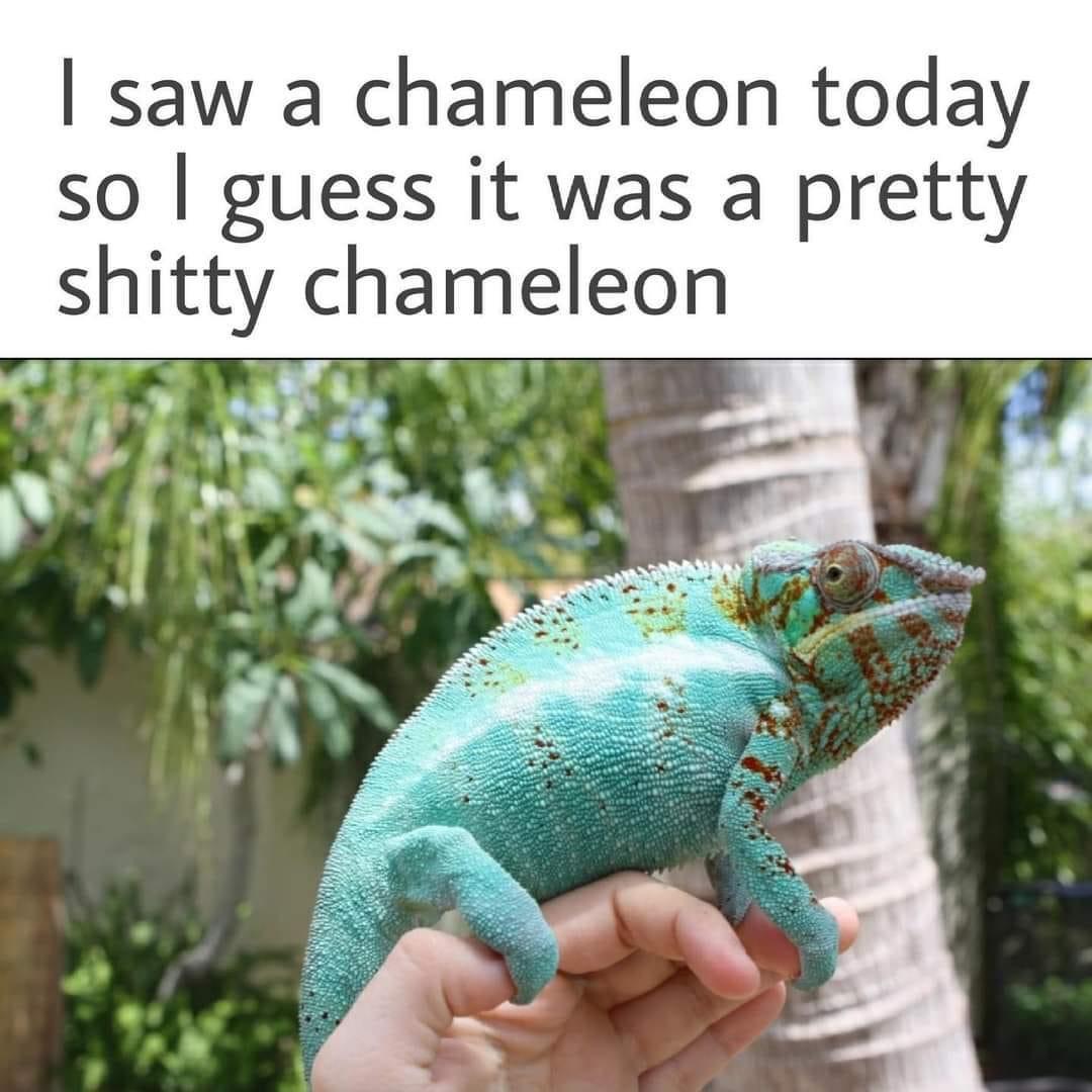 fauna - I saw a chameleon today so I guess it was a pretty shitty chameleon