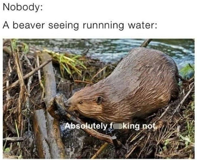 beaver meme absolutely not - Nobody A beaver seeing runnning water Absolutely foking not