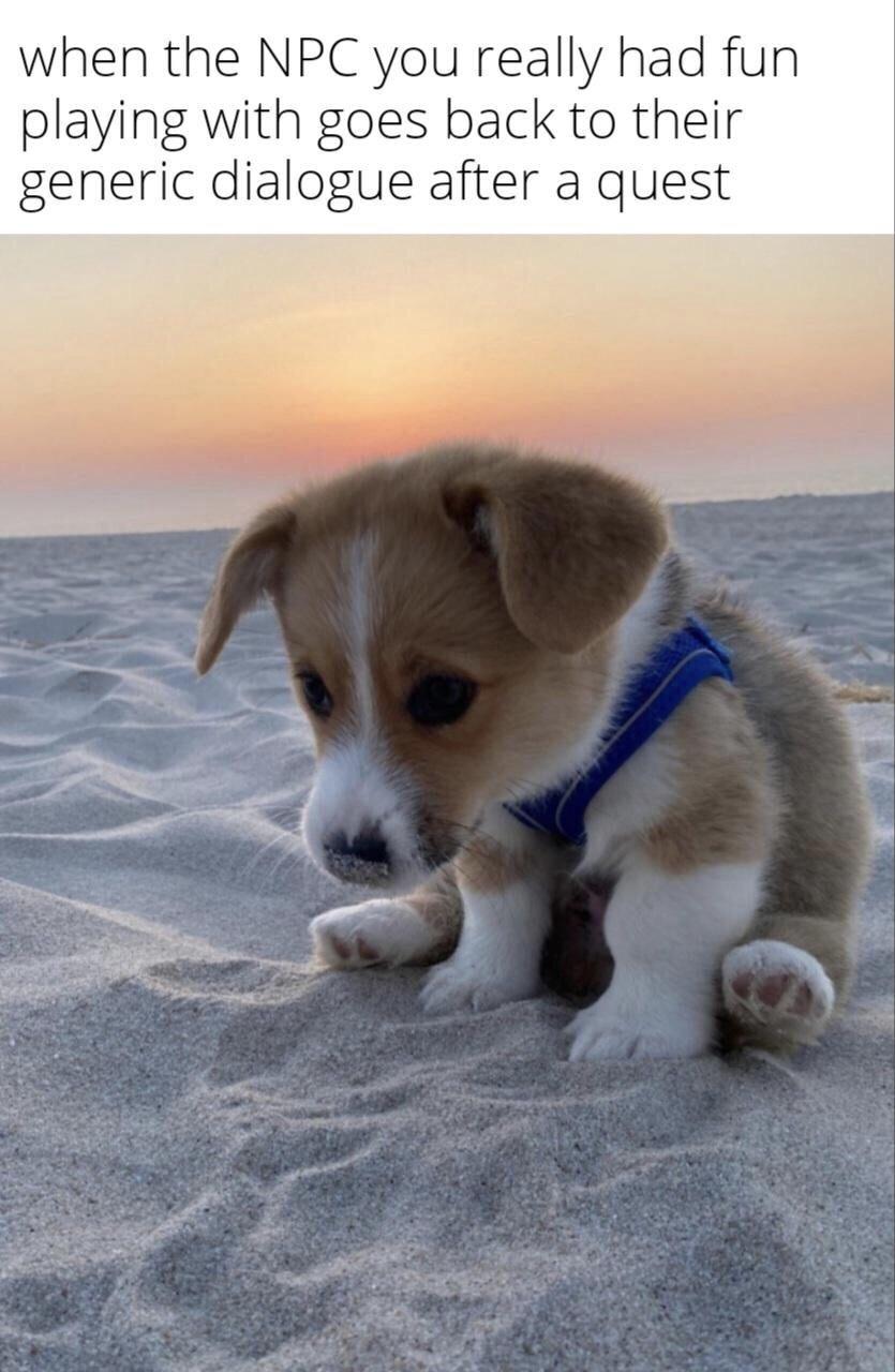 sad puppy on beach - when the Npc you really had fun playing with goes back to their generic dialogue after a quest