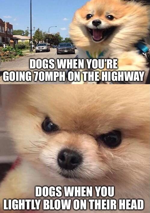 angry puppy - Dogs When You'Re Going 70MPH On The Highway Dogs When You Lightly Blow On Their Head