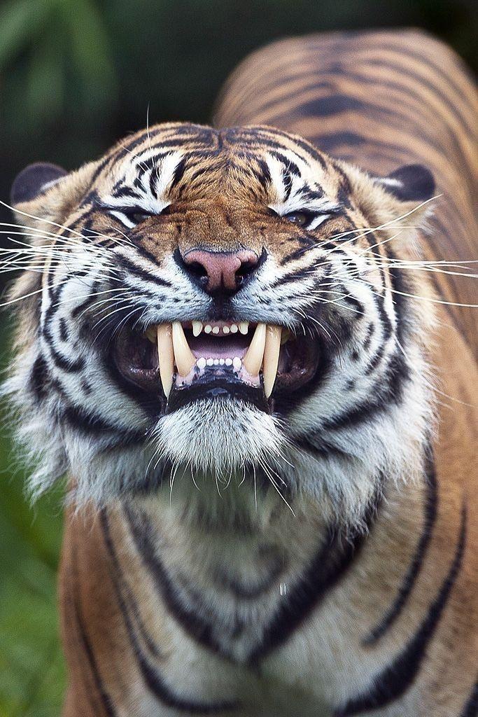 tiger smiling - Coro