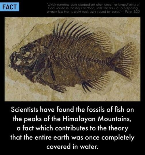 fish on mount everest - Fact "Which sometime were disobedient, when once the lonosuffering of God waited in the days of Nooh, while the ark was a preparing wherein few that is eight souls were saved by water i Peter Scientists have found the fossils of fi