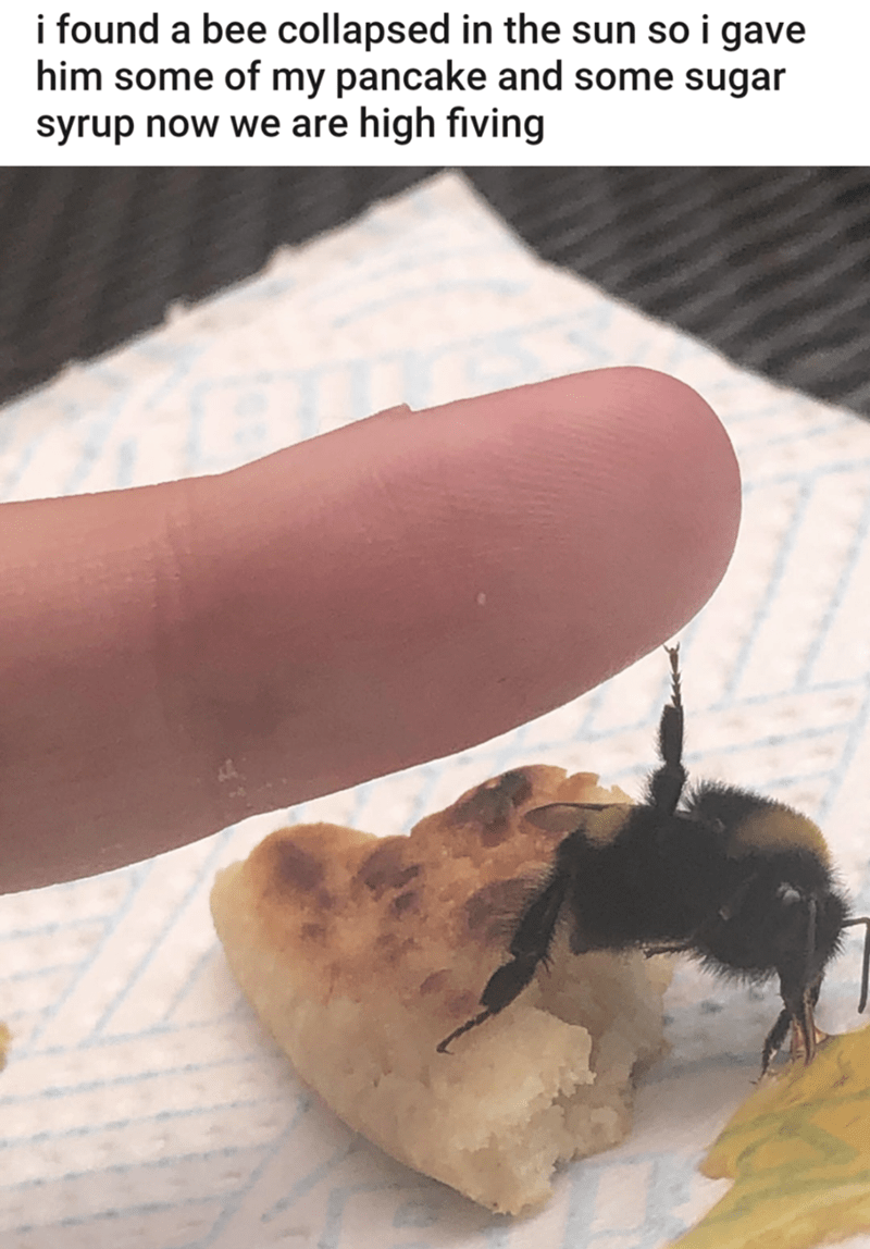 hilarious memes - best memes - i found a bee collapsed in the sun so i gave him some of my pancake and some sugar syrup now we are high fiving