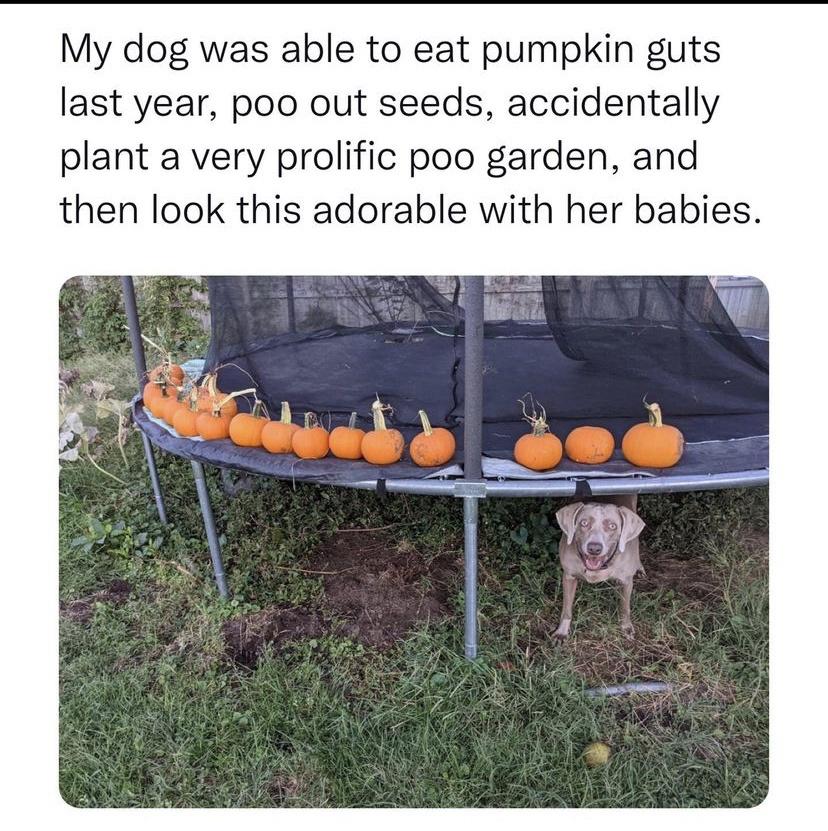 hilarious memes - random memes - grass - My dog was able to eat pumpkin guts last year, poo out seeds, accidentally plant a very prolific poo garden, and then look this adorable with her babies.