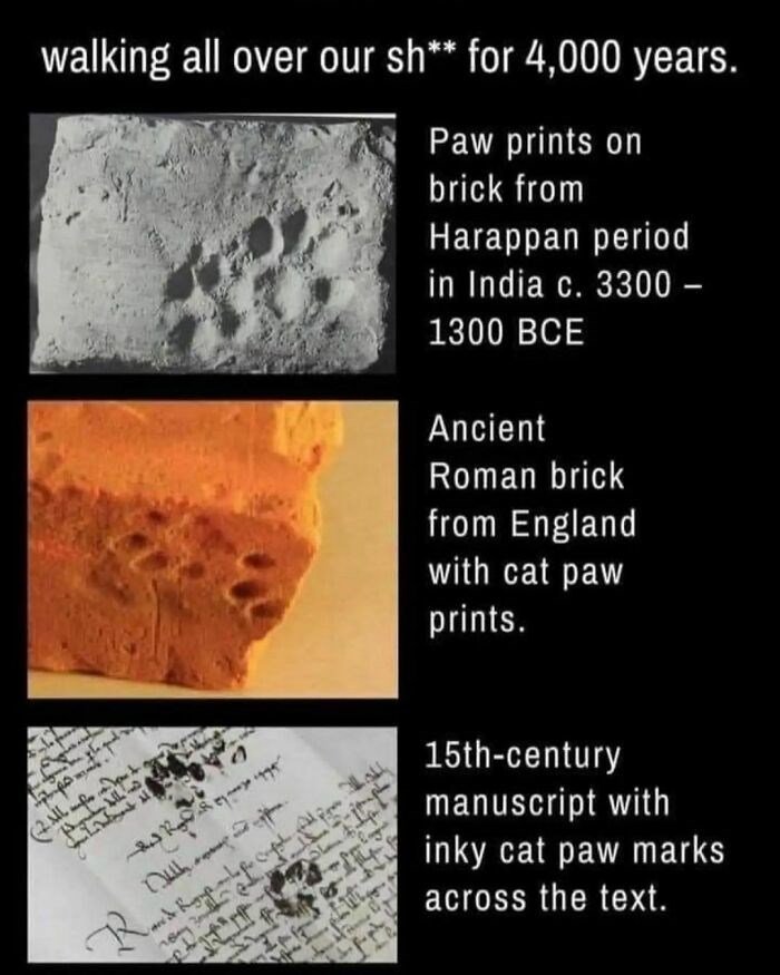 hilarious memes - random memes - house on the rock - walking all over our sh for 4,000 years. Paw prints on brick from Harappan period in India c. 3300 1300 Bce Ancient Roman brick from England with cat paw prints. Mas Wolf 2 miesto Ls i 15thcentury manus
