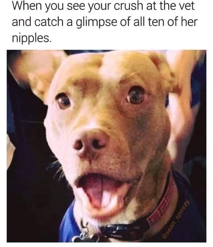 hilarious memes - random memes - photo caption - When you see your crush at the vet and catch a glimpse of all ten of her nipples. speezy