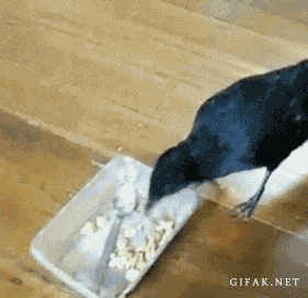 crow feeding gif - Gifak.Net