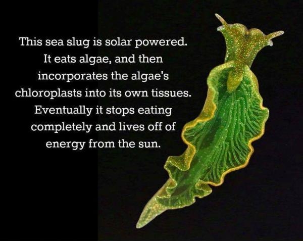 half plant half animal - This sea slug is solar powered. It eats algae, and then incorporates the algae's chloroplasts into its own tissues. Eventually it stops eating completely and lives off of energy from the sun.