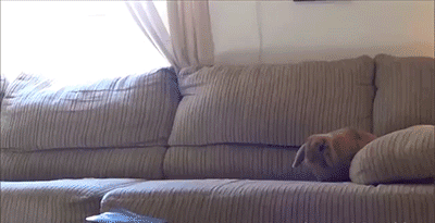 rabbit couch gif