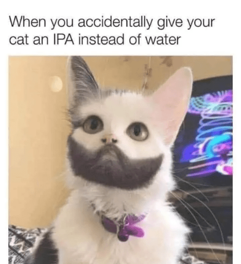 funny memes and pics - funny cats When you accidentally give your cat an Ipa instead of water