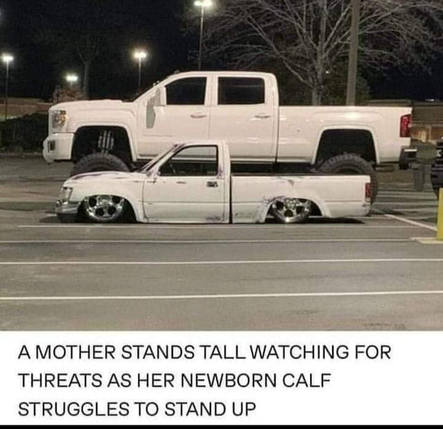 funny memes and pics - all truck memes - A Mother Stands Tall Watching For Threats As Her Newborn Calf Struggles To Stand Up