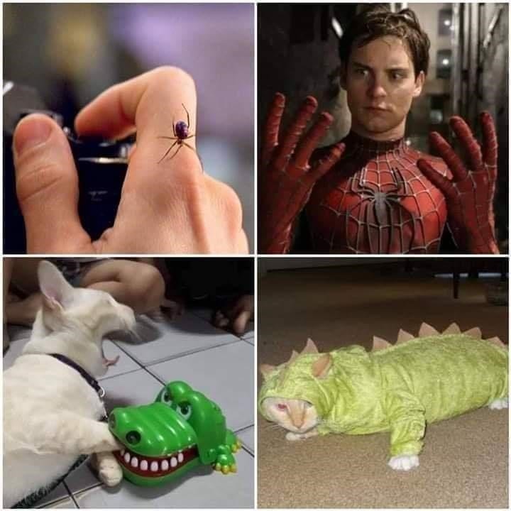 funny memes and pics - spider man 4