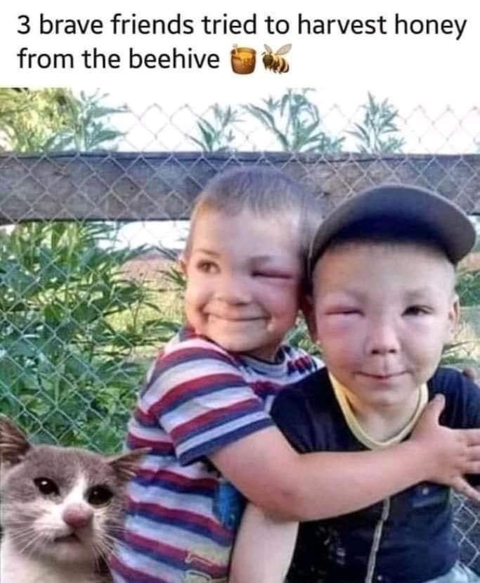 funny memes and pics - 3 brave friends tried to harvest honey from the beehive