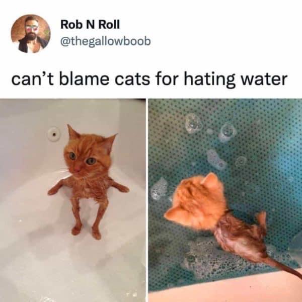 funny memes and pics - can t blame cats for hating water - Rob N Roll can't blame cats for hating water