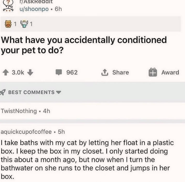 funny memes - fun randoms - document - PAskReddit ushoonpo. 6h 1991 What have you accidentally conditioned your pet to do? 3.Ok 962 1 Award Best TwistNothing. 4h aquickcupofcoffee . 5h I take baths with my cat by letting her float in a plastic box. I keep