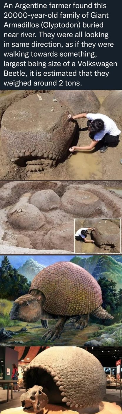 random pics and memes  - An Argentine farmer found this 20000yearold family of Giant Armadillos Glyptodon buried near river. They were all looking in same direction, as if they were walking towards something, largest being size of a Volkswagen Beetle, it 