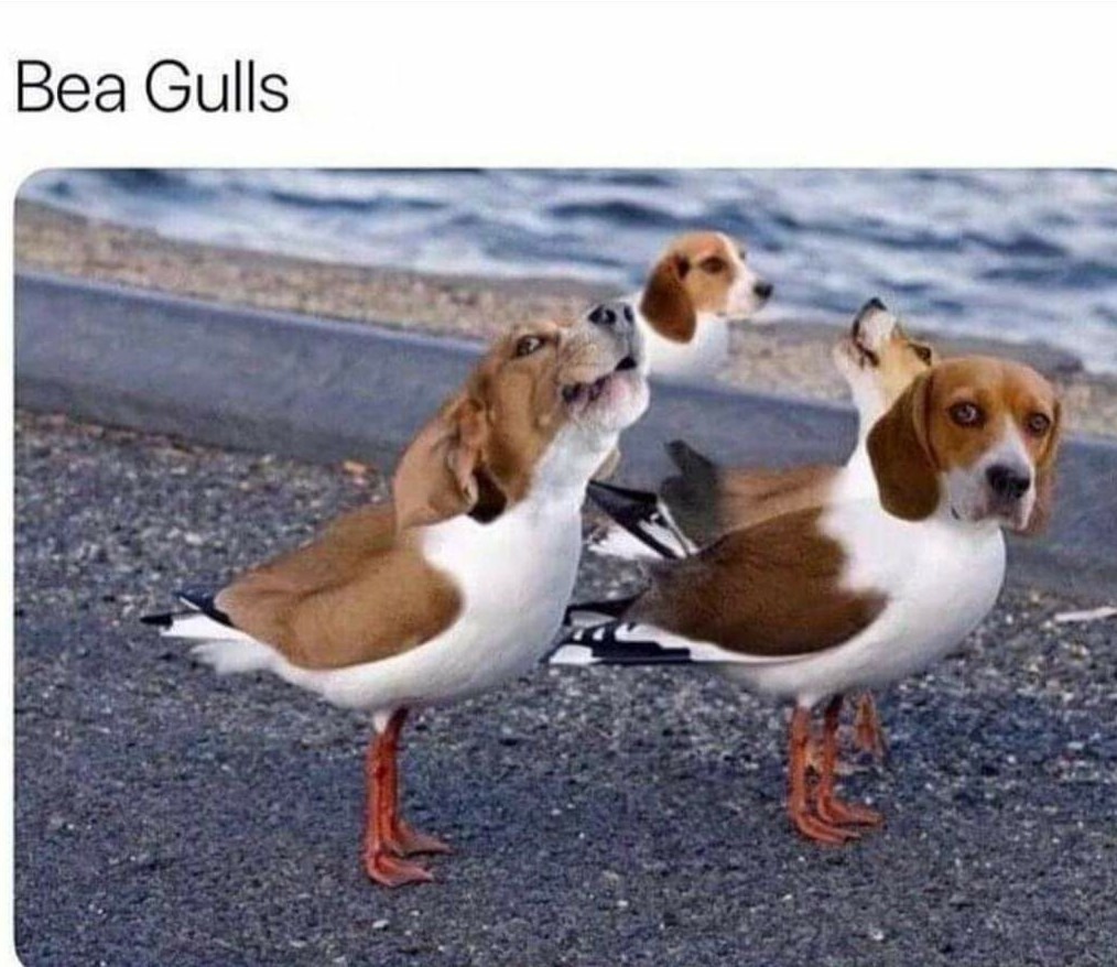 funny tweets and memes - bea gulls