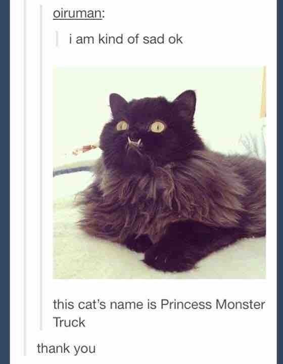 funny memes - princess monster truck - oiruman i am kind of sad ok this cat's name is Princess Monster Truck thank you